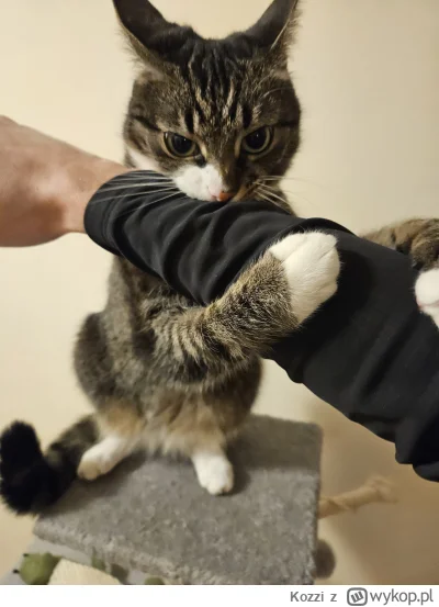 Kozzi - Kot wścieknięty typu puchacz hu huu
#pokazkota #koty