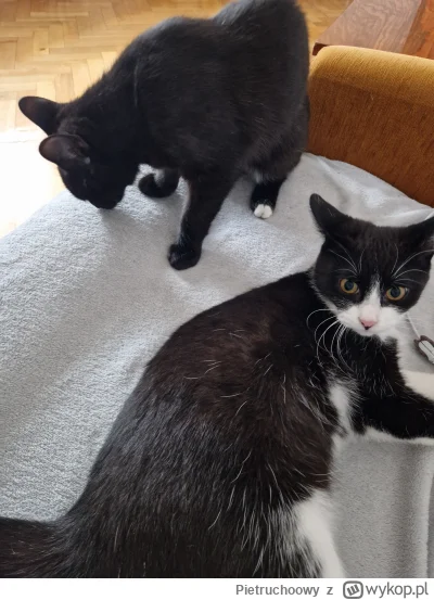 Pietruchoowy - #koty #pokazkota kotuchy (｡◕‿‿◕｡)