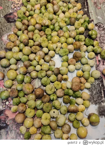 gobi12 - @JonaszSynGrazyny Tak, ale Ty najprawdopodobniej masz na myśli miechunkę per...