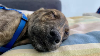 asdfghjkl - Ale mała klucha była ( ͡° ᴥ ͡°) #manolina