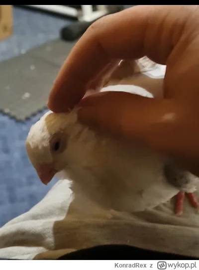 KonradRex - Macanie gołębia #przegryw #gołąb