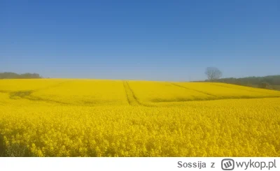 Sossija - @A330: Flaga Ukrainy symbolizuje to, co na zdjęciu.. Iwany nie mają lepszyc...