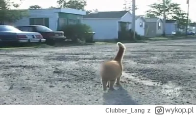 Clubber_Lang - @k041n: tak mi się skojarzyło xd