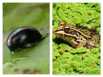 Apaturia - Żaba jak escape room. Dla większości owadów zjedzenie przez żabę oznacza p...