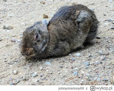 johnymielony69 - A któż to tak stoi opatulony i trzęsie się jak osika na środku drogi...