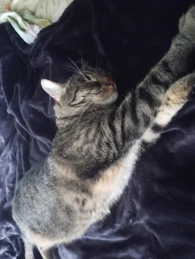 PannaBezSpiny - A jutro w niedzielę bądź jak Bobek śpij do 11 i odpoczywaj.  
#kotbob...