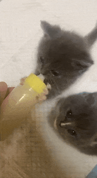 wfyokyga - Ej tera ja grubasie, moja kolej