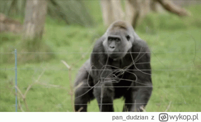 pan_dudzian - Squotersi jak szympansy w zoo xD