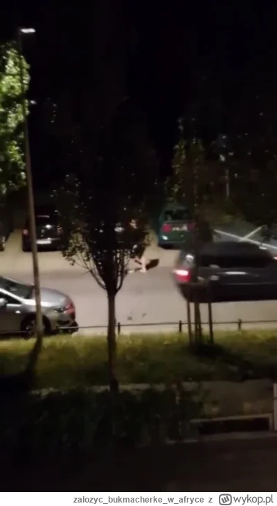 zalozycbukmacherkew_afryce - @jimmy-carter-jimmy-carter: Konfederacja ma swoich husar...