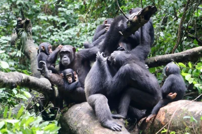 kanabiss - Czteroletnia wojna szympansów Gombe

Wojna szympansów Gombe, znana także j...