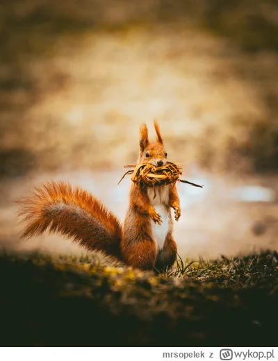 mrsopelek - Taka wiewiórka. Pierwsze moje zdjęcie, które nie jest autobusem, tramwaje...
