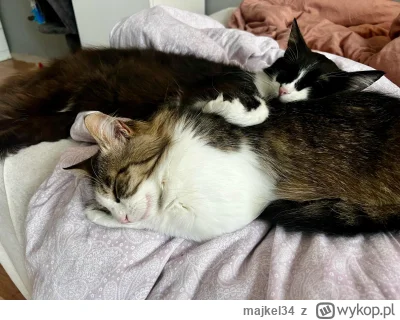 majkel34 - Niby zwykle kotki a długie sierści oba mają. Matka i syn.
#pokazkota