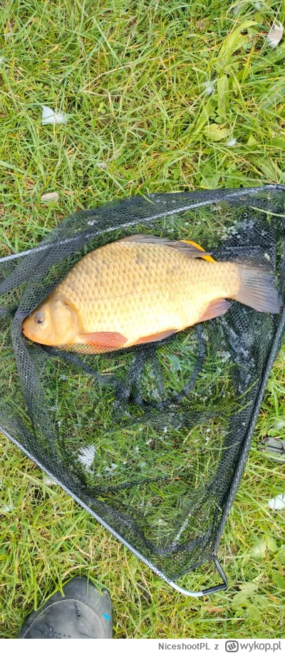 NiceshootPL - #wedkarstwo złoty rybek ( ͡° ͜ʖ ͡°)