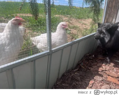 iniacz - PDW xD
Osadzona lisica skazana za niewinność została odwiedzona przez śledcz...