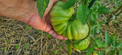 sijulejter - @zsokiemowocowym nieźle, ale pa na to...