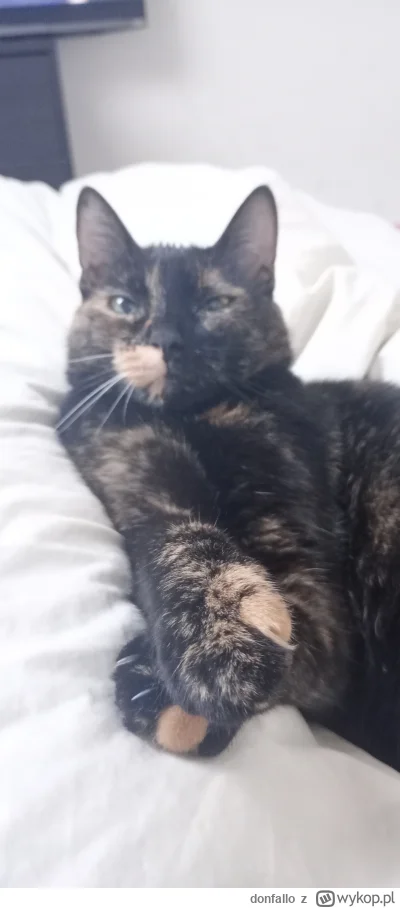 donfallo - @wfyokyga dobranoc