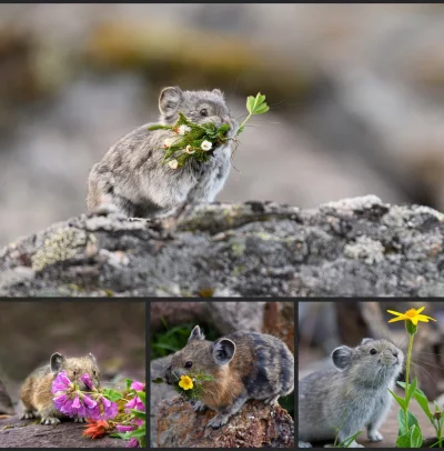 wybryk_natury - Pika amerykańska 
#zlodziejskiewybryki