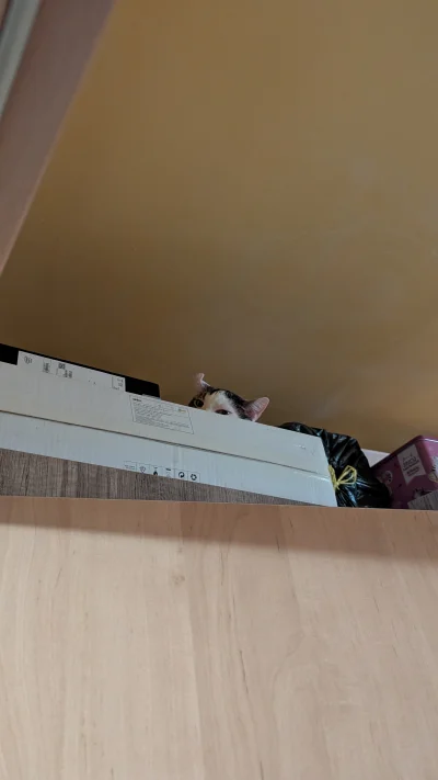 vulcanitu - #koty #pokazkota 
Skampiony