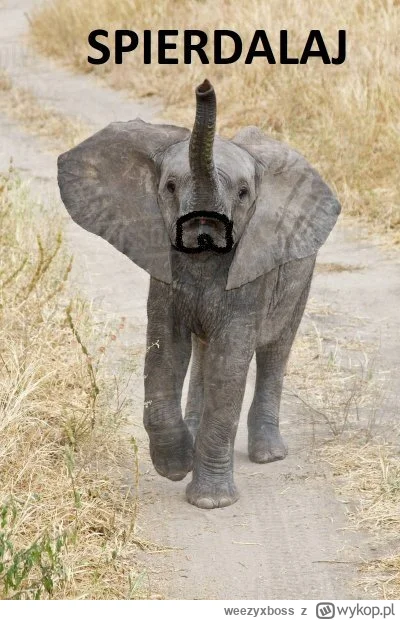 weezyxboss - #bonzo #patostreamy