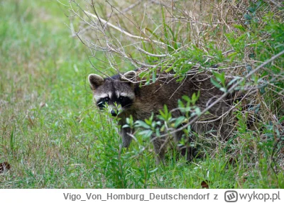 VigoVonHomburg_Deutschendorf - Wylazł zza krzaka
#szopeknadzis