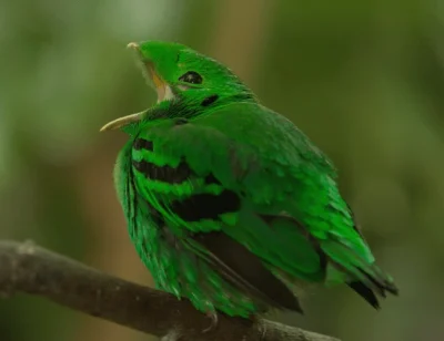 Apaturia - Bardzo zielony ptak z bardzo wielką paszczą :V Nosoczub szmaragdowy (Calyp...