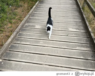 groman43 - @groman43