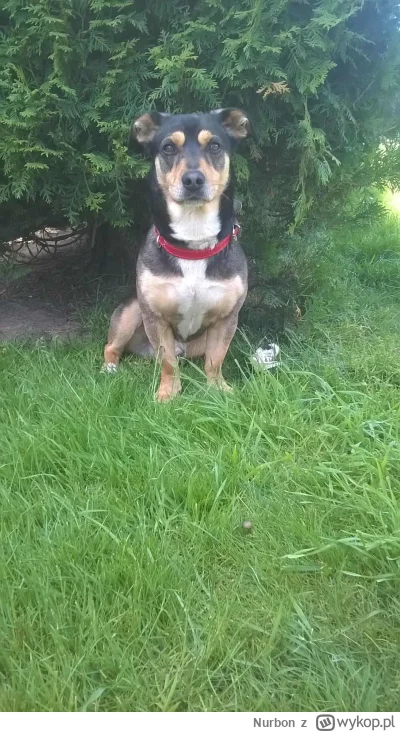 Nurbon - @srul2016: Proszę