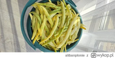 alibanplonie - Ale chuop fasolkę wychodował 
#przegryw