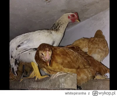 whitepiranha - moje kurczaki  ze śmieciowego inkubatora niedawno skończyły 3. miesiąc...