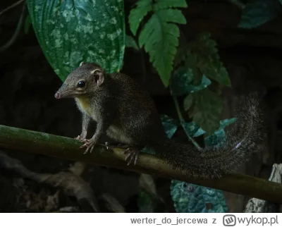 werterdojercewa - Ciekawostka: My mniej więcej tak wyglądaliśmy, kiedy dinozaury chod...