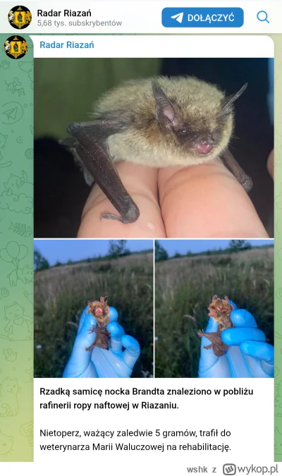 wshk - @Pawel993 to wina nietoperzy, ktoś musi być winny