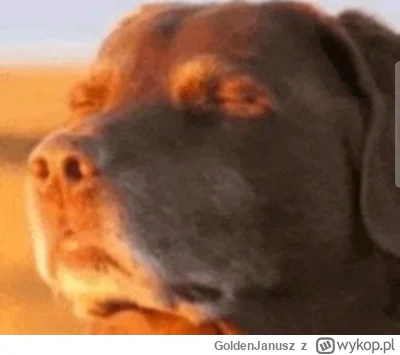 GoldenJanusz - świeża dostawa frustratów i konfidentów na czarno 
w końcu cisza, spok...