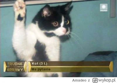 Amadeo - >Jedyny kot który przeżył, zapytany przez dziennikarza

@pijewodezkaluzy: Ko...