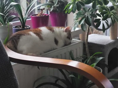 RicoElectrico - Śpik