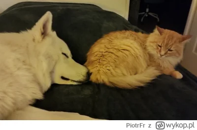 PiotrFr - Mam psa i kota. Jak na początku się dogadywali, spali razem lub wspólnie pi...