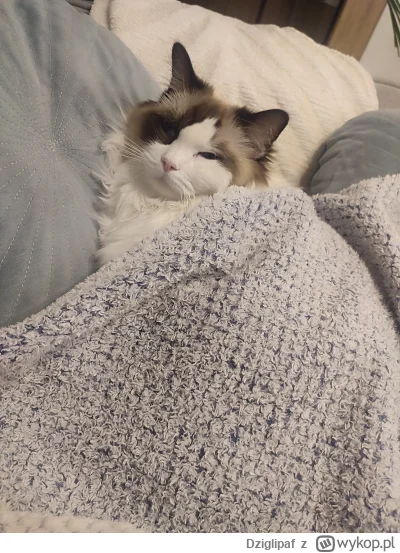 Dziglipaf - #kitku #pokazkota  dobranoc