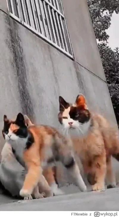 FTNewbie - #smiesznekotki #kitku #koty #kot
Kotki w stylu złodupców
https://streamabl...