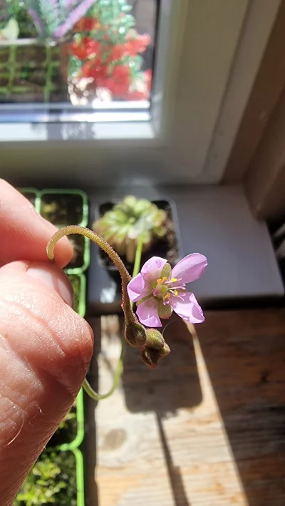 SeveranRO - Zakwitła :)

#rosliny #roslinyowadozerne #roslinydoniczkowe #rosiczka  #h...