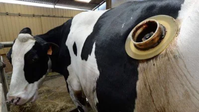 ZakladGospodarkiOdpadami - @smutny_kojot: To przez te krowy którym dziurę w brzuchu w...