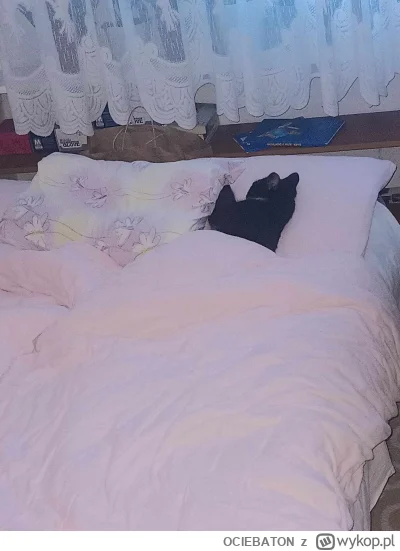 OCIEBATON - Czy możecie być ciszej?

Święto jest i kot jeszcze śpi

#pokazkota #hehes...