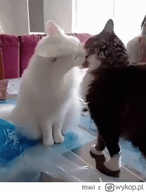 Ithiel - #hotelparadise HP sezon 10 w skrócie