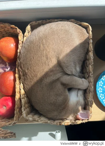 ValandilNW - Jabłkot.
#kot #pokazkota #koty