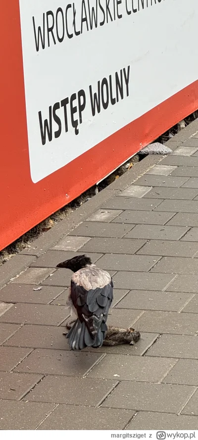 margitsziget - Witamy we Wrocławiu #wroclaw