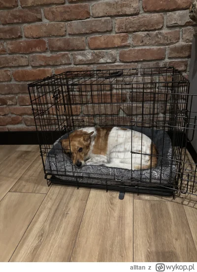 alltan - Testuje klatkę transportowa dla psa. To jest rozwiązanie na krótkie dystanse...