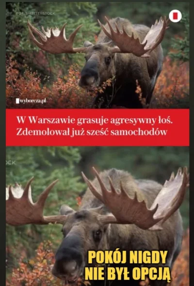 Mega_Smieszek - Eee to w #warszawa są łosie? xD