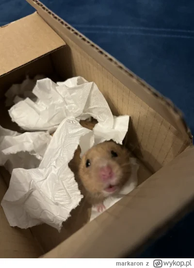 markaron - @markaron: #perfumowychomik na zachętę (｡◕‿‿◕｡)