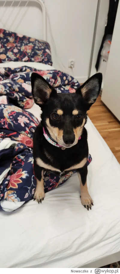 Nowaczke - @Kacman90: Więc mówisz, że Karliś? A to mój. 🙂