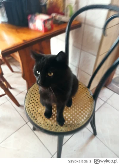 Szybkalada - W nagrodę macie parę zdjęć moich kitków których nie trzeba już karmić( ͡...