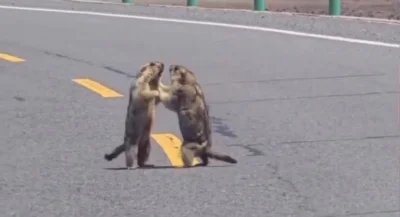 Asarhaddon - #heheszki