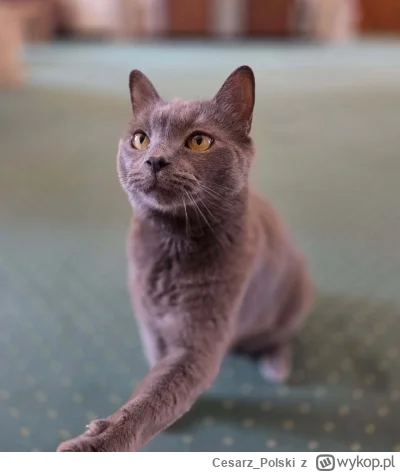 Cesarz_Polski - #wroclaw #kotekwrocek